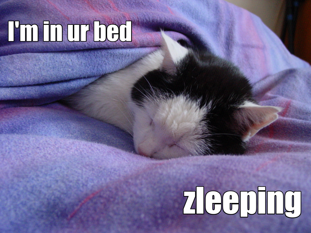 Lolcats Wide Wallpaper