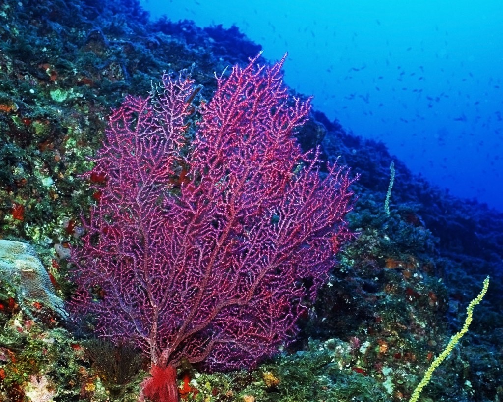Coral HD Animals Wallpaper Reef