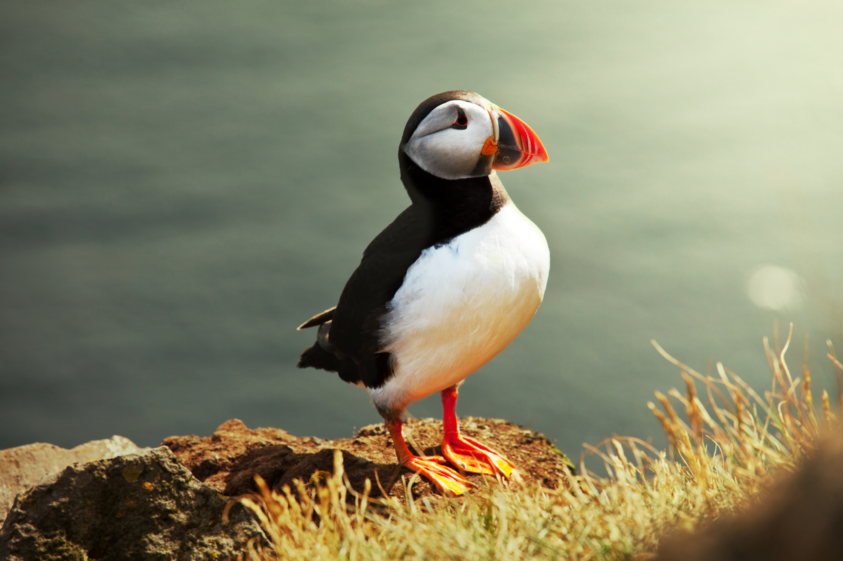 Puffin Wallpaper For Pc Full HD Pictures