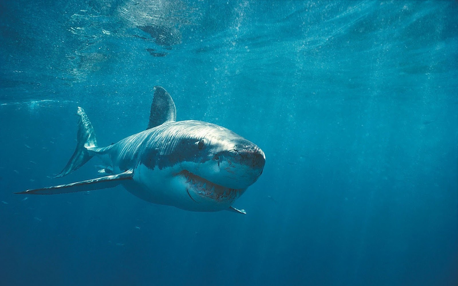 Wallpaper With A Dangerous Shark HD Sharks Background