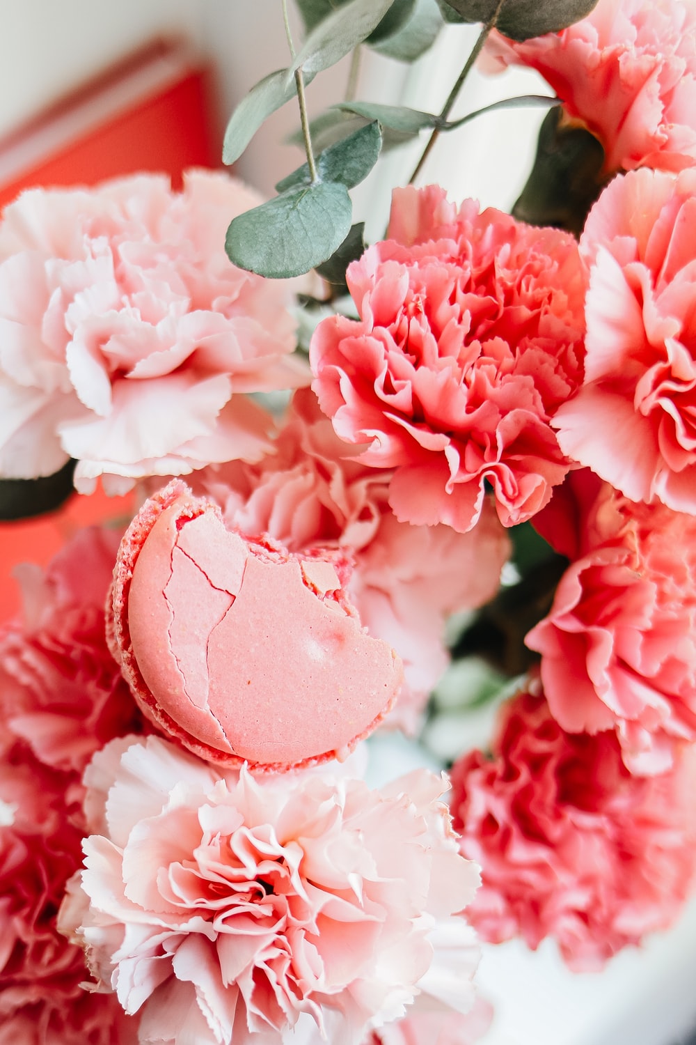 Pink Carnation Pictures Image