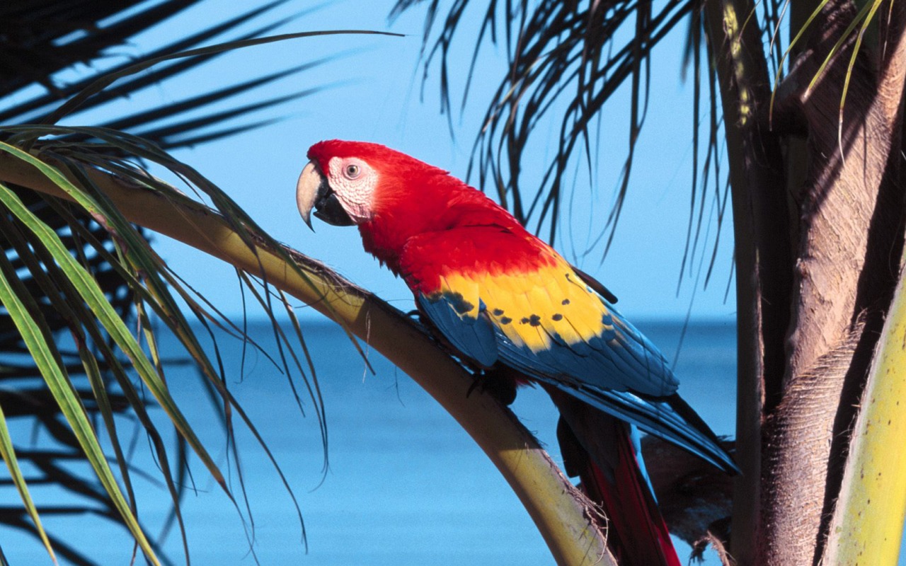 Scarlet Macaw Wallpaper Parrots Animals