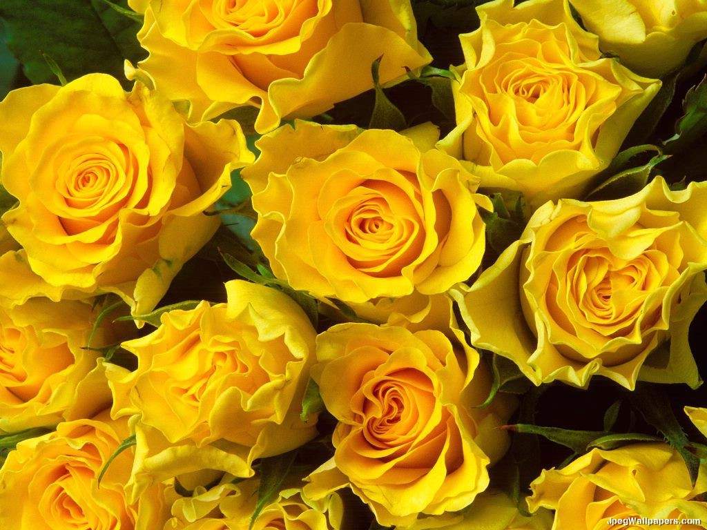 Bouquet Yellow Rose Flowers Wallpaper Roses
