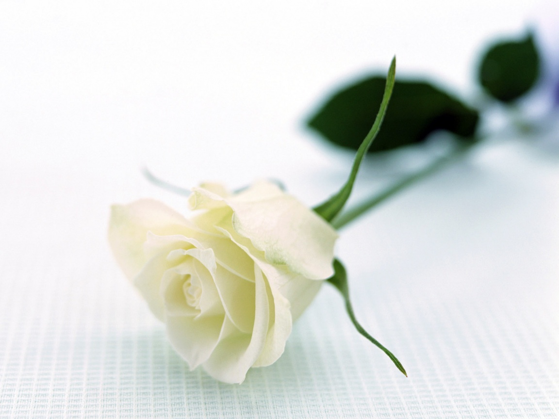flowers for flower lovers White rose desktop hd wallpapers 1152x864