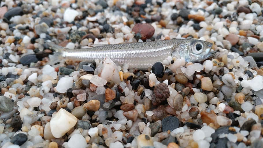 Silver Smelton Pebbled Shore Amtg2k9llmijs2c0 Wallpaper