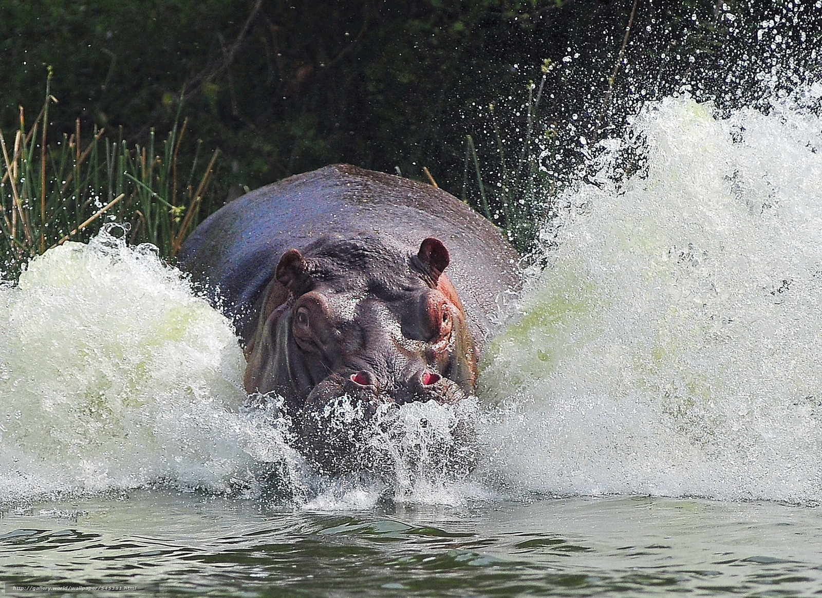 Wallpaper Hippopotamus Hippo River Spray Desktop