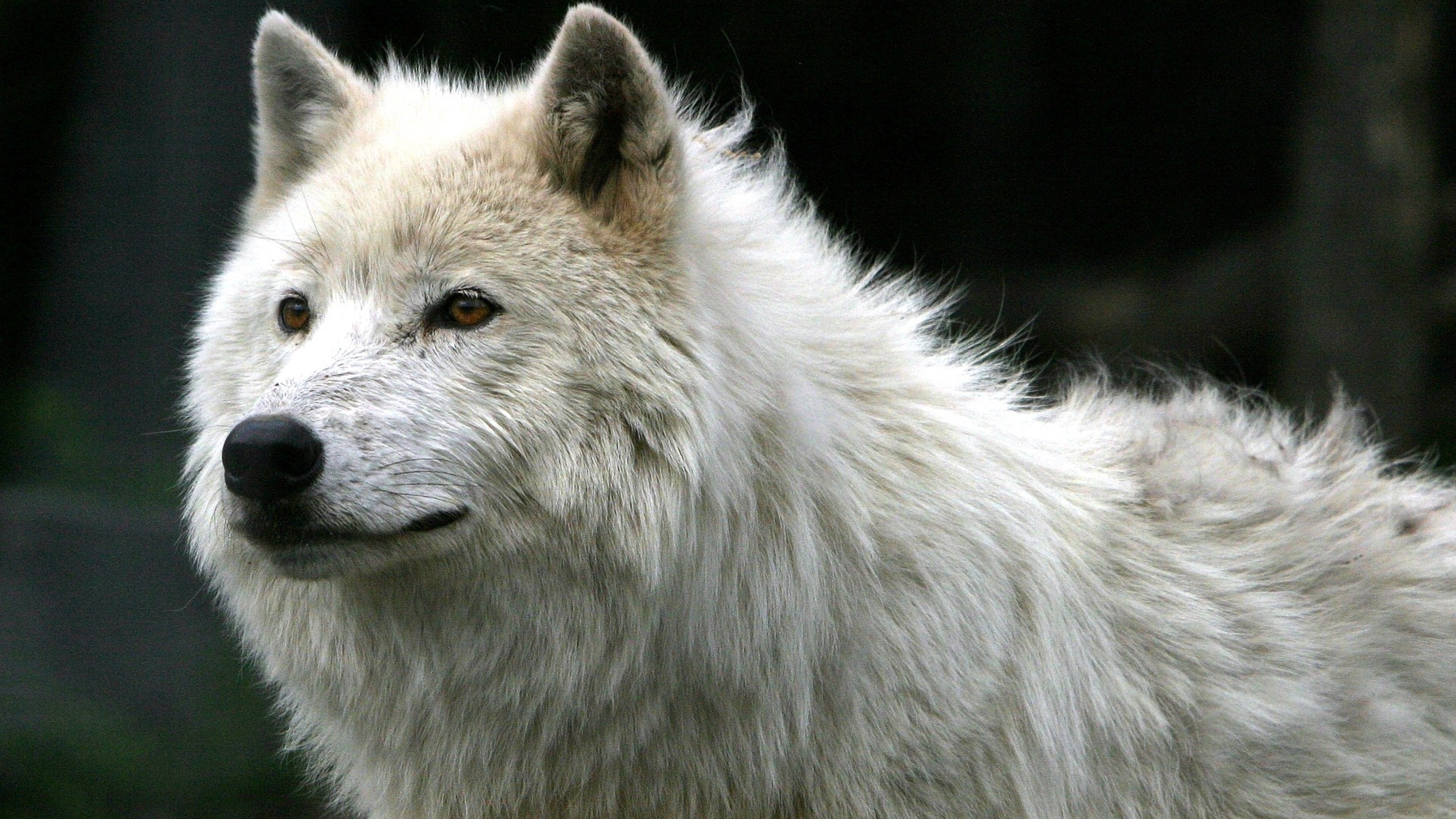 Wallpaper Wolf White Fur Predator