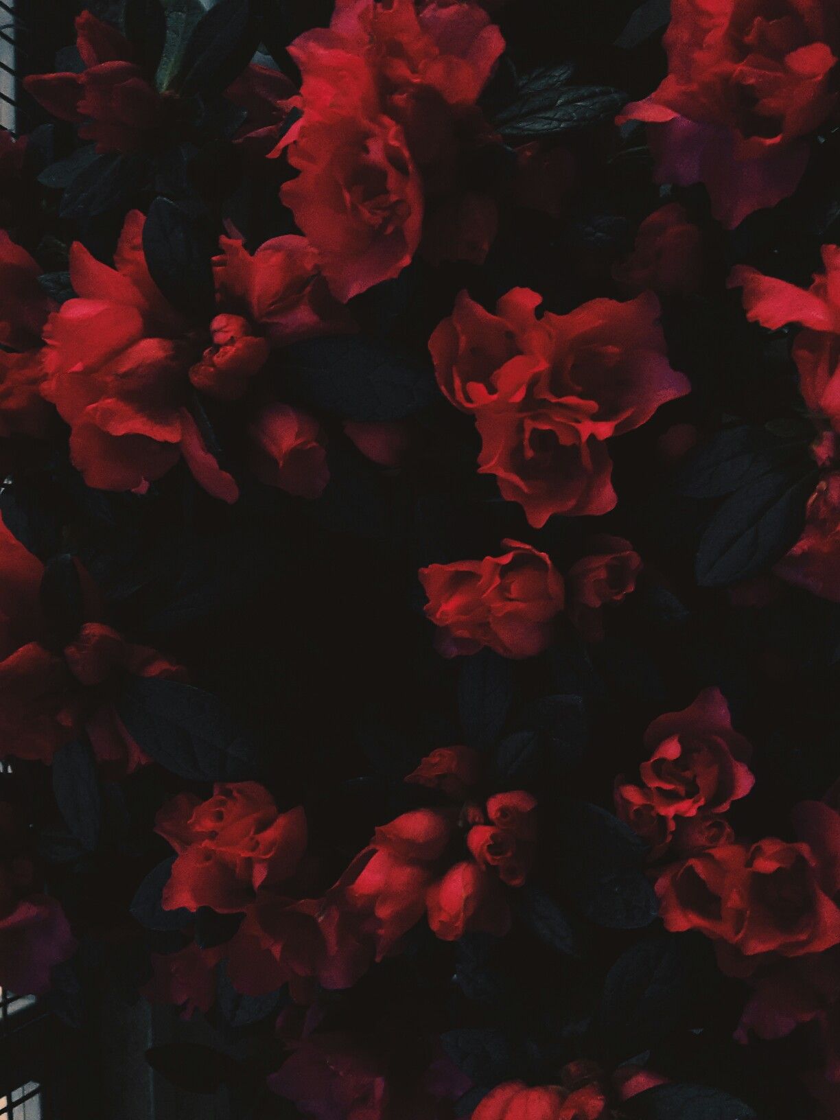 Red Rose Aesthetic Wallpaper
