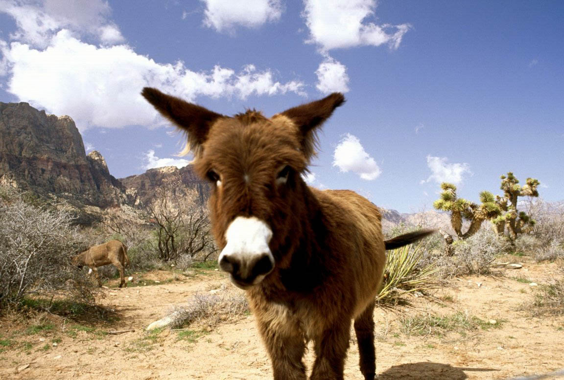Nevada Donkey Animals Wallpaper Image