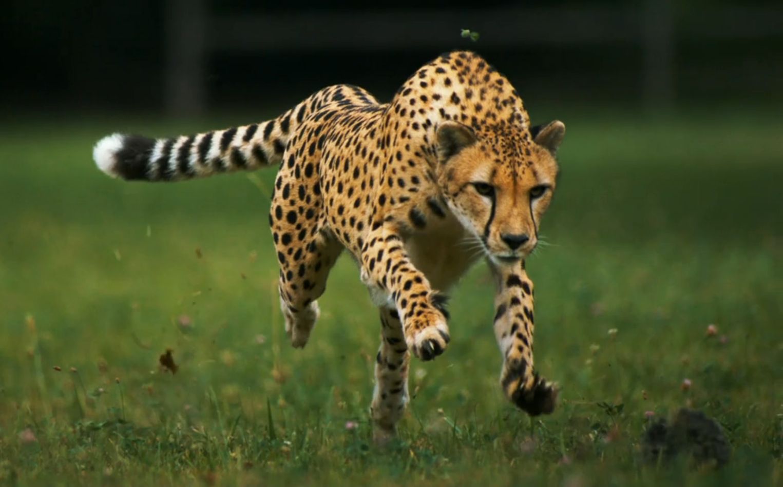 Wallpaper Running Cheetah Fast Pictures