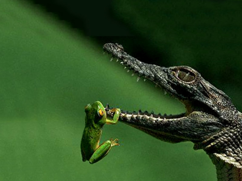 Reptiles Wallpaper Frogs Background Crocodiles Desktops