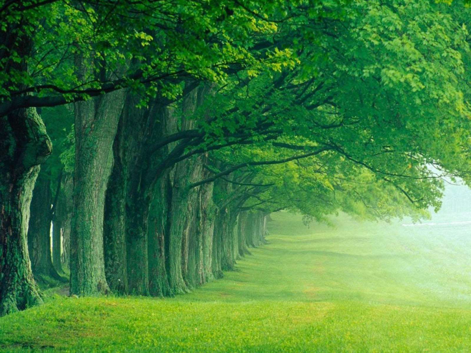 Lush Green Trees in Foggy Meadow Nature Background