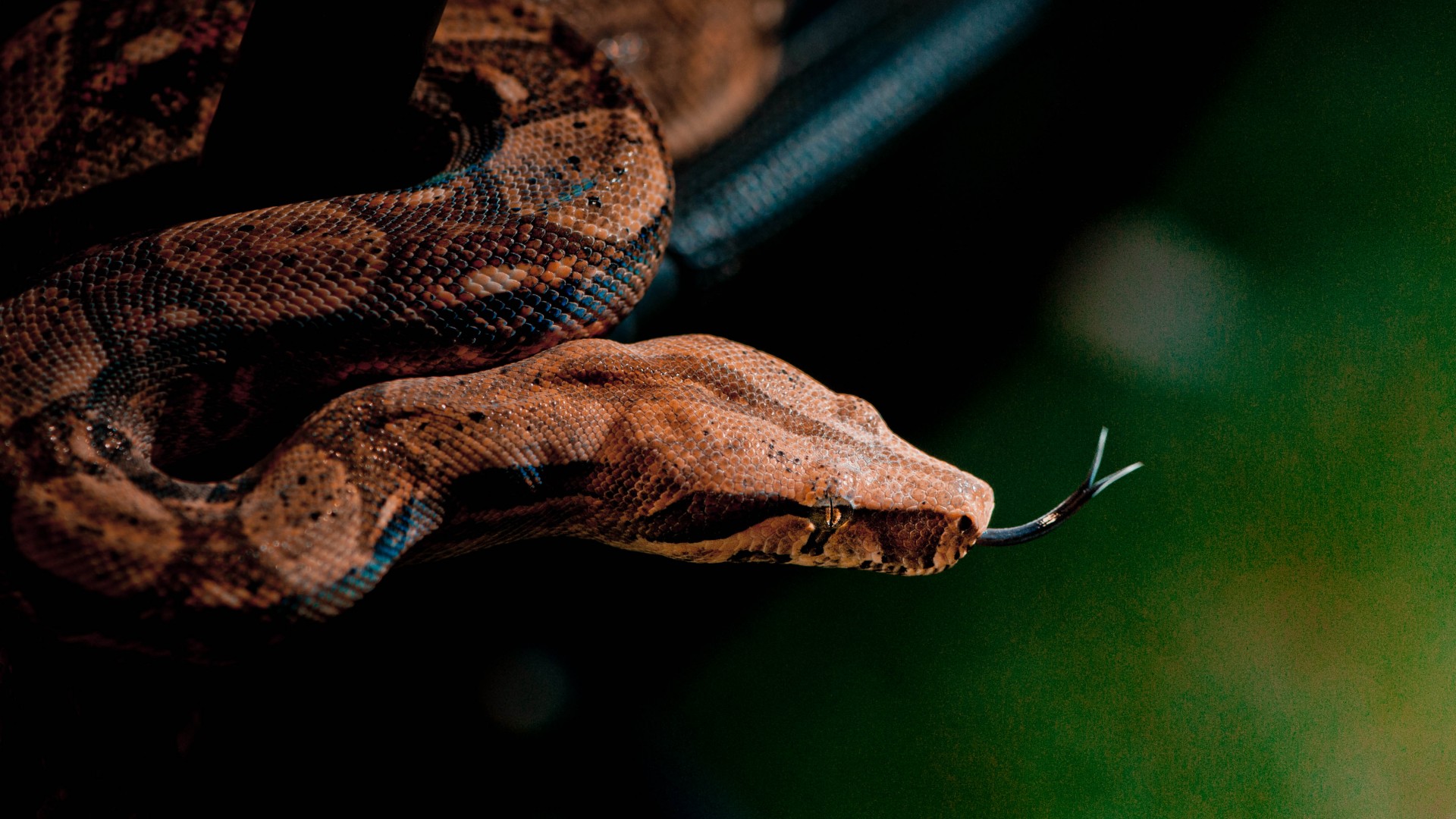 Snake Wallpaper Animals Recent Close Up Grey Brown Skin