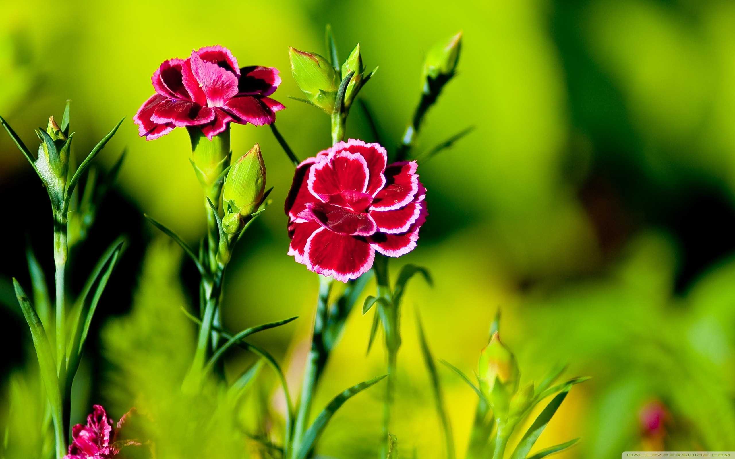 Carnation Flower Wallpaper Collection Of Beautiful Flowers
