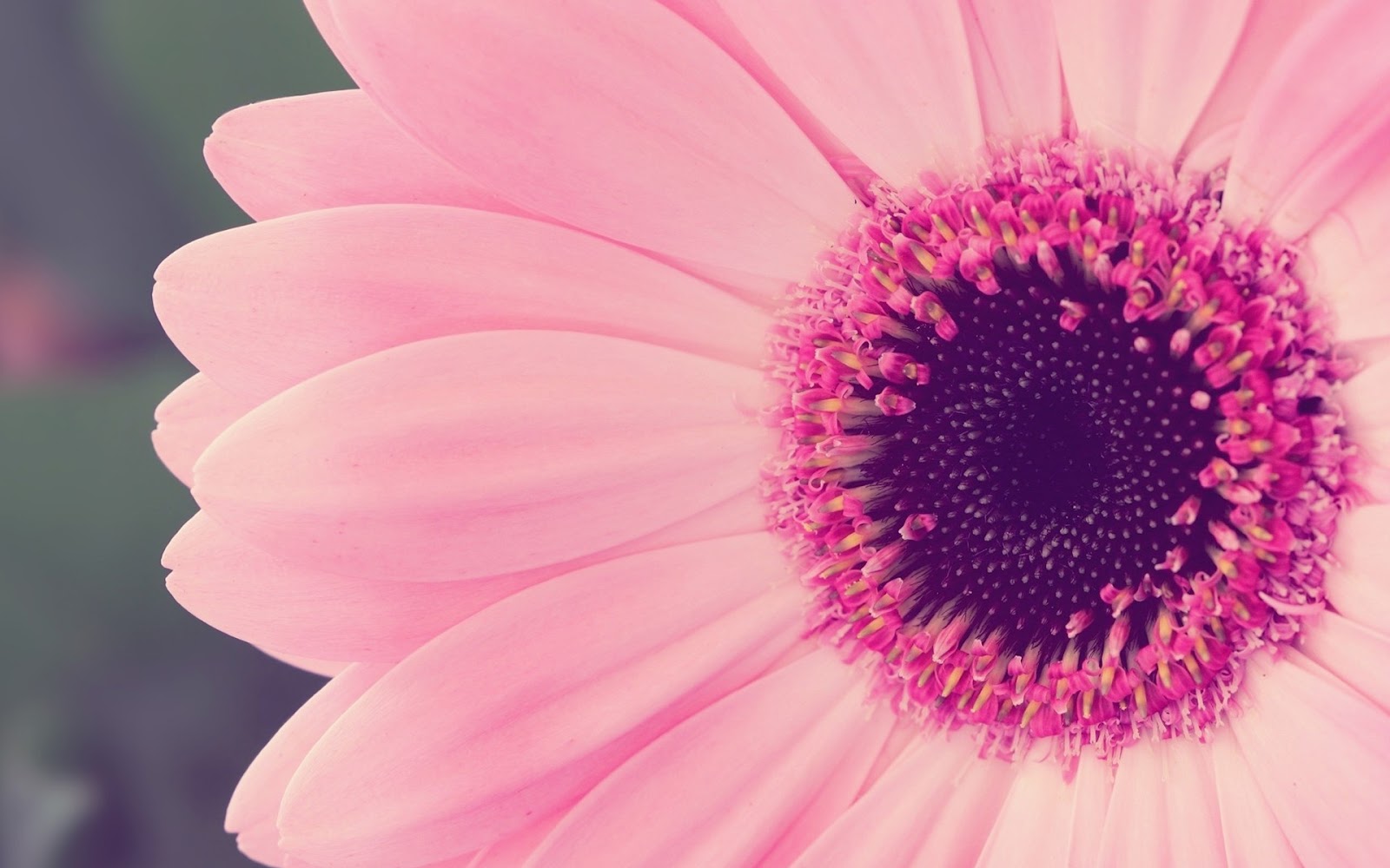 Canada Floral Delivery A Few Facts About Gerbera Daisies