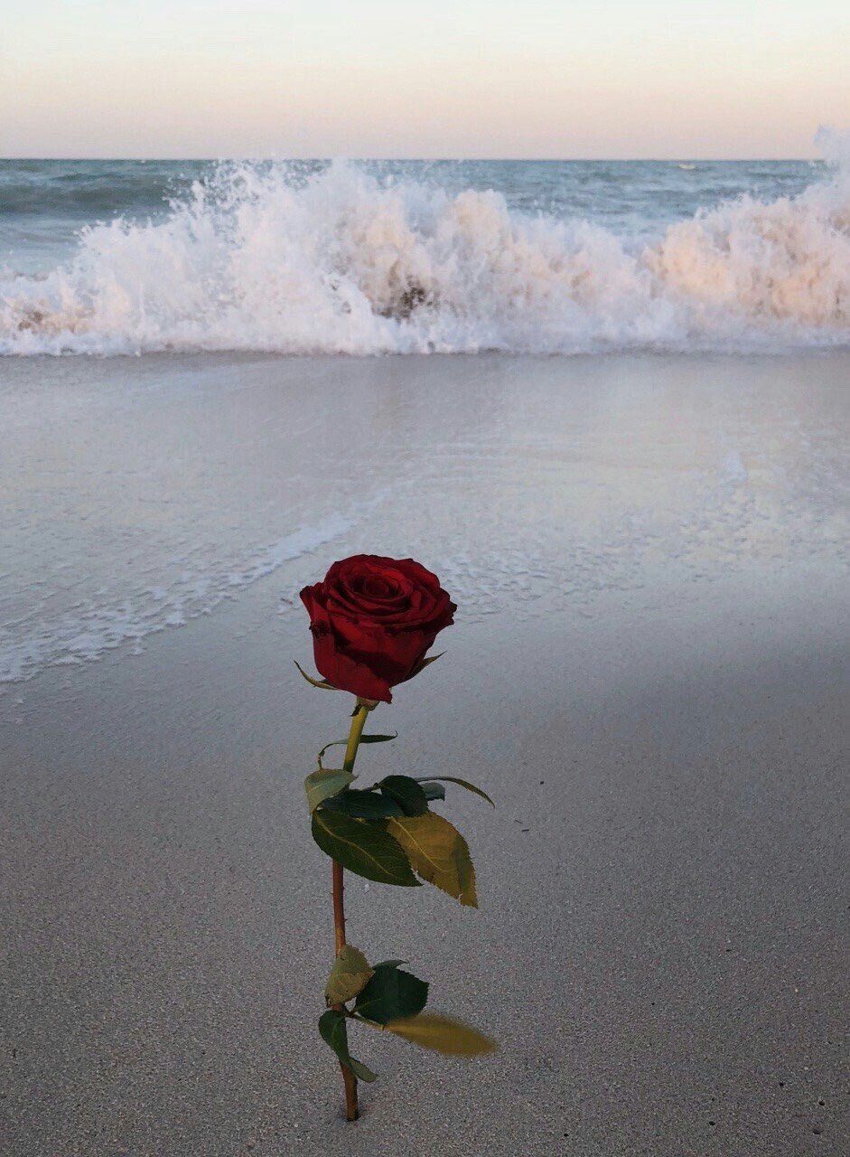 Wallpaper Sea Flower Beach Rose Red Roses