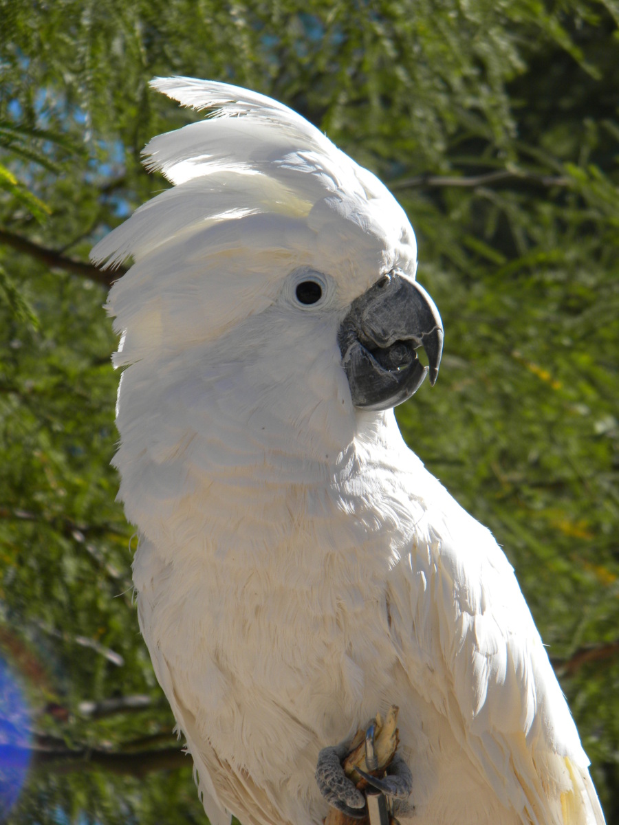Cockatoo Modern 4k Ultra HD Wallpaper Bsnscb
