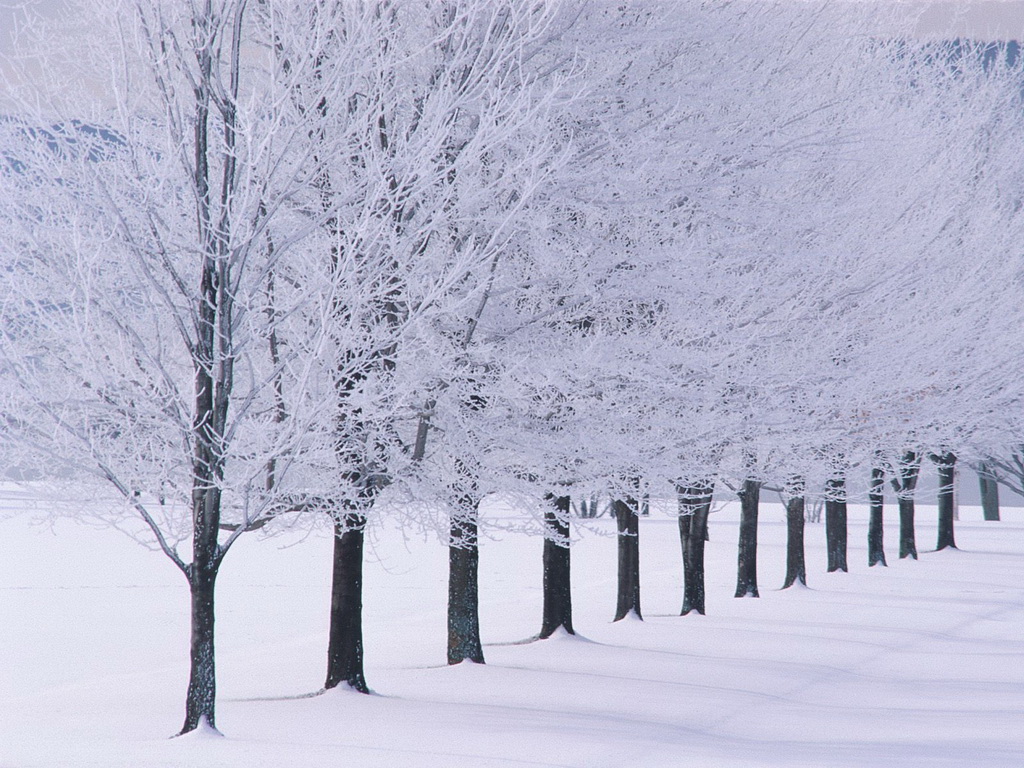 Winter Wallpaper Snow Tree Lined Urban Art