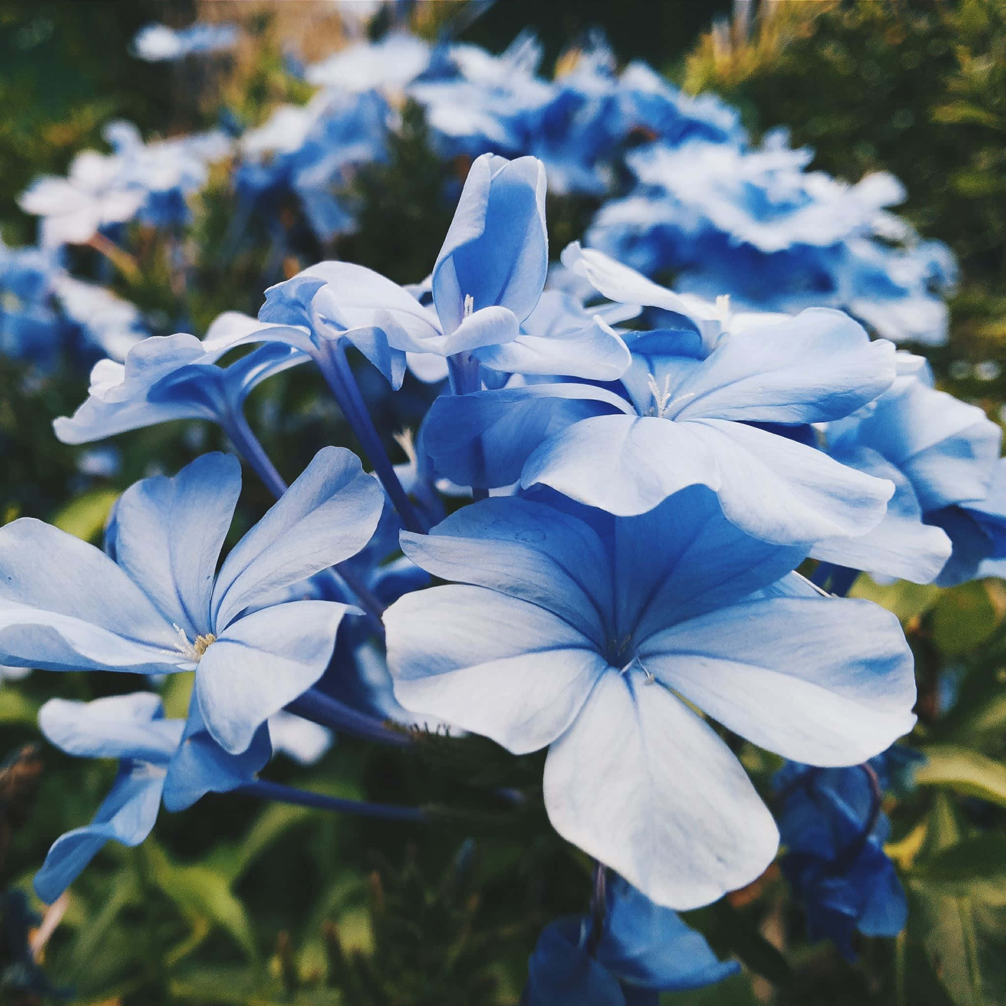 Blue Flowers Aesthetic Wallpaper