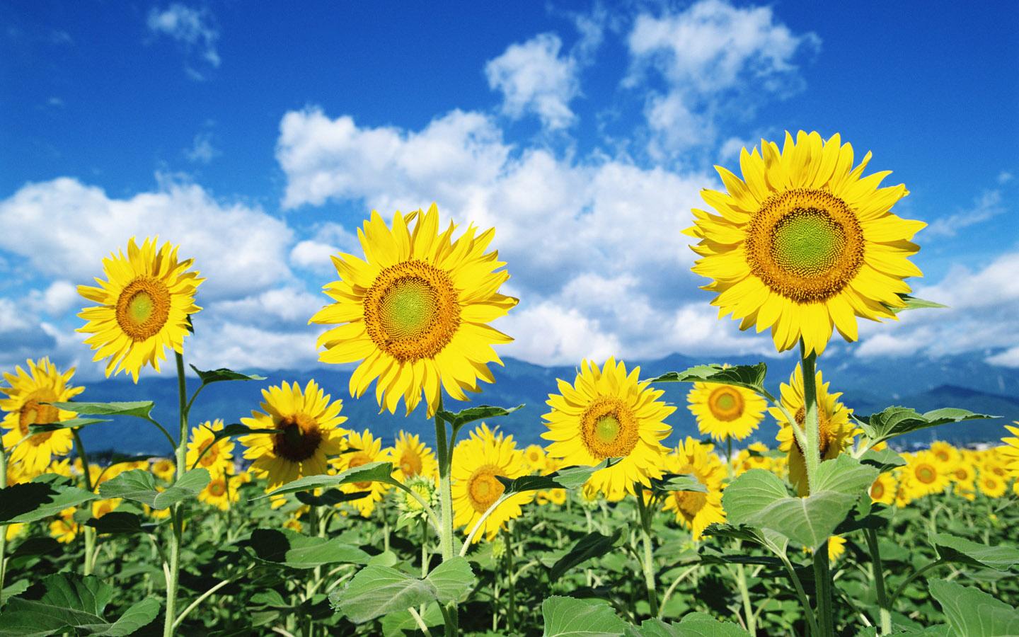 Of Sunflower Pictures Photos The