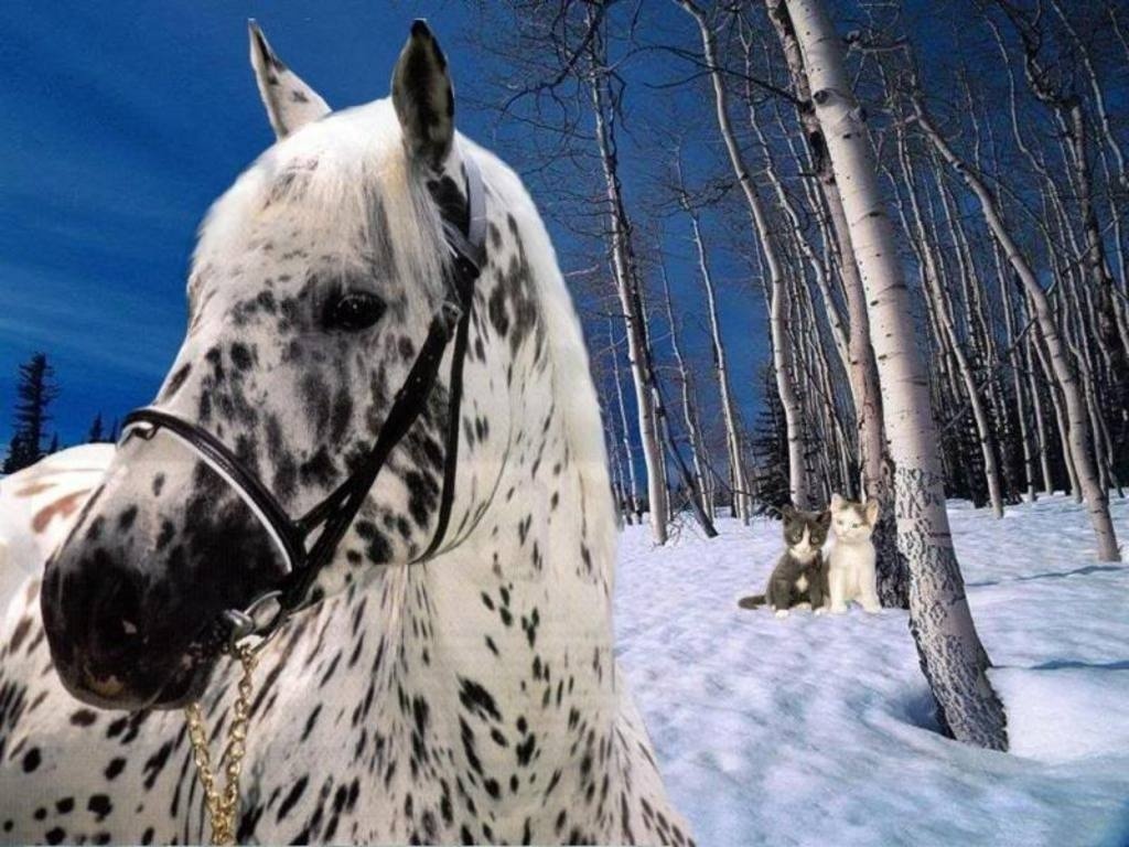 Beautiful Horse In Snow Desktop Wall Papers