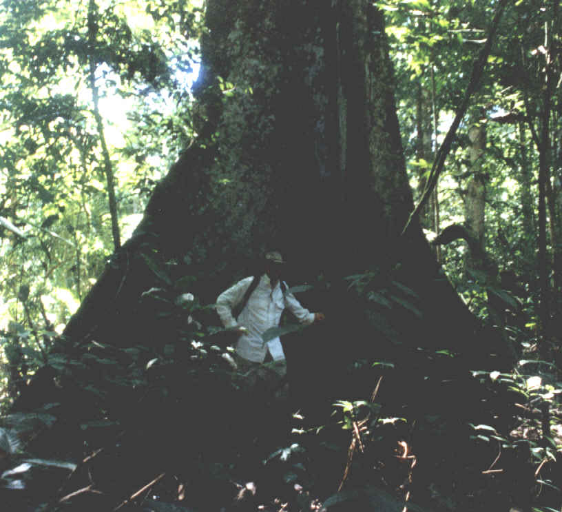 Tangarana Tree