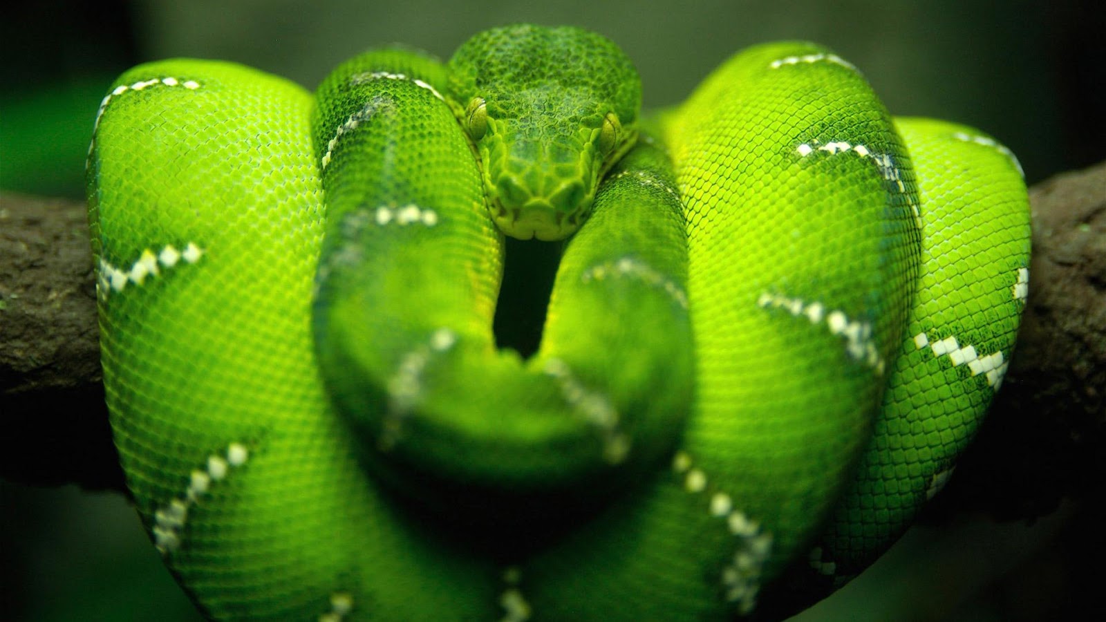 Smooth Green Snake Wallpaper 44768 - Baltana
