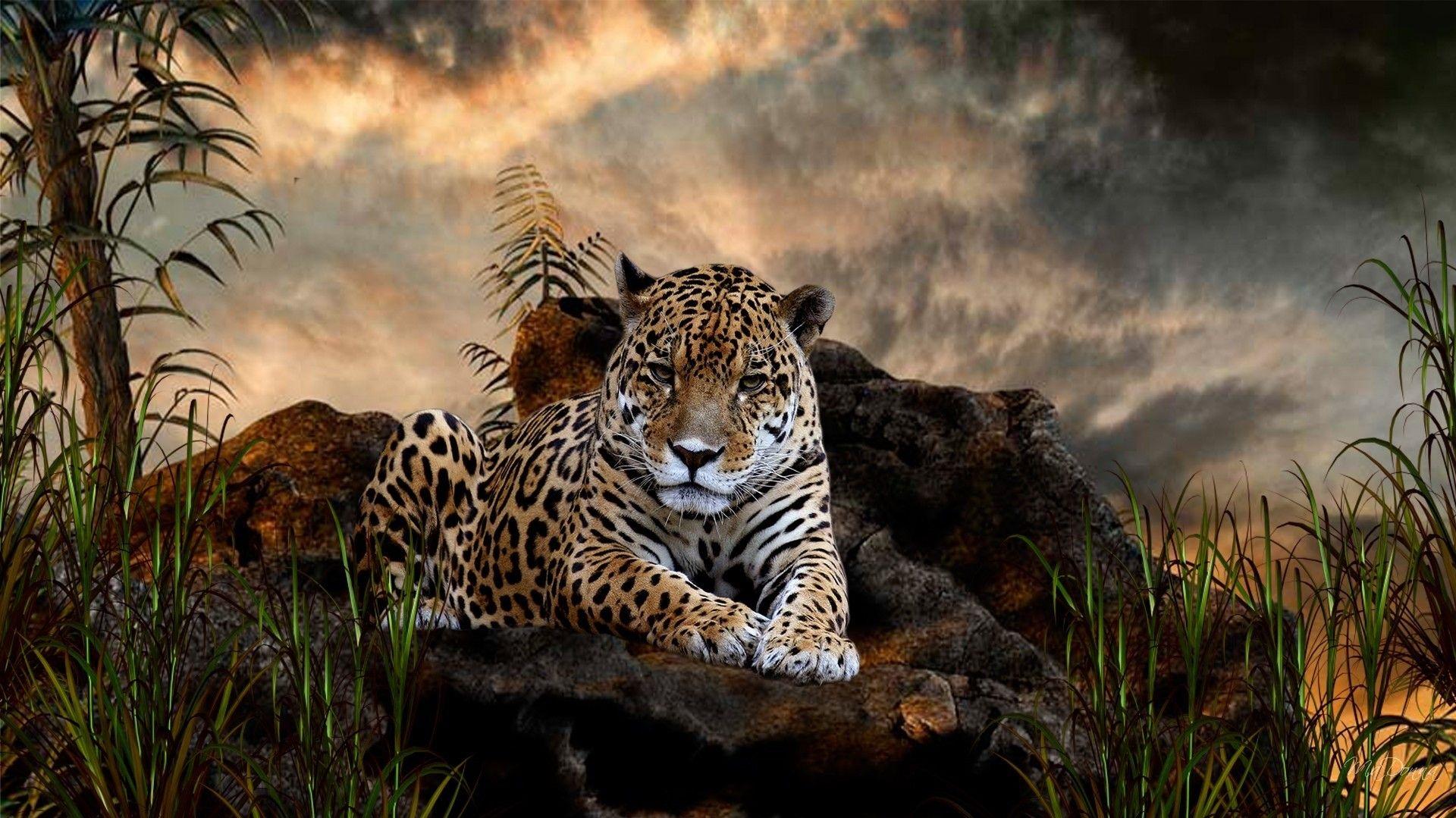 Jaguar 1080p HD Wallpaper Animal Wild