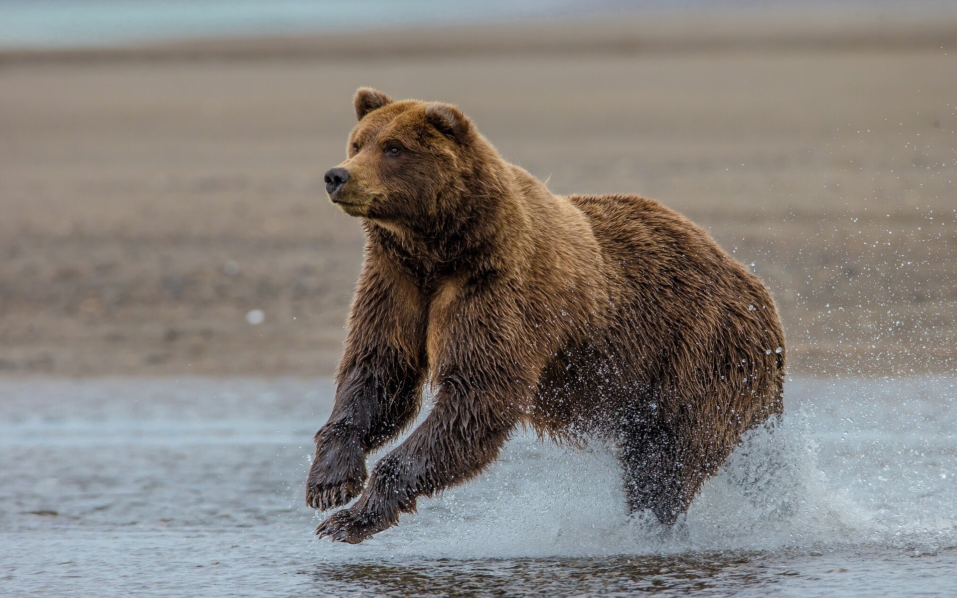 Grizzly Bear Lake Clark Alaska Wallpaper Background