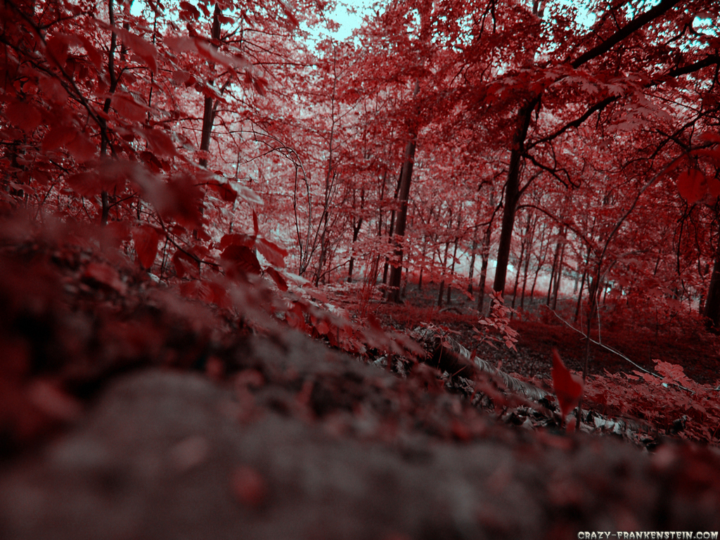 Red Leaves Forest Wallpaper