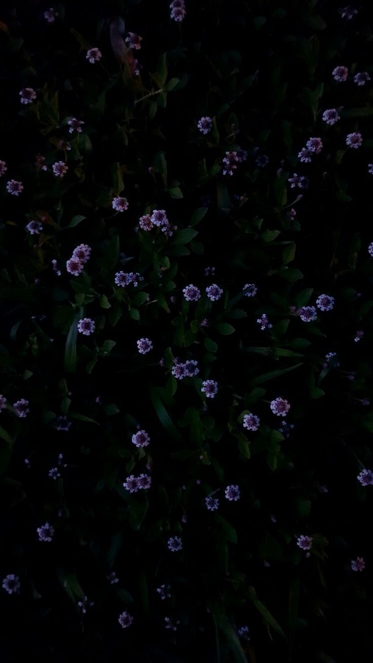 Huawei Hintergrundbild Blumen Bei Nacht Wallpaper Dark