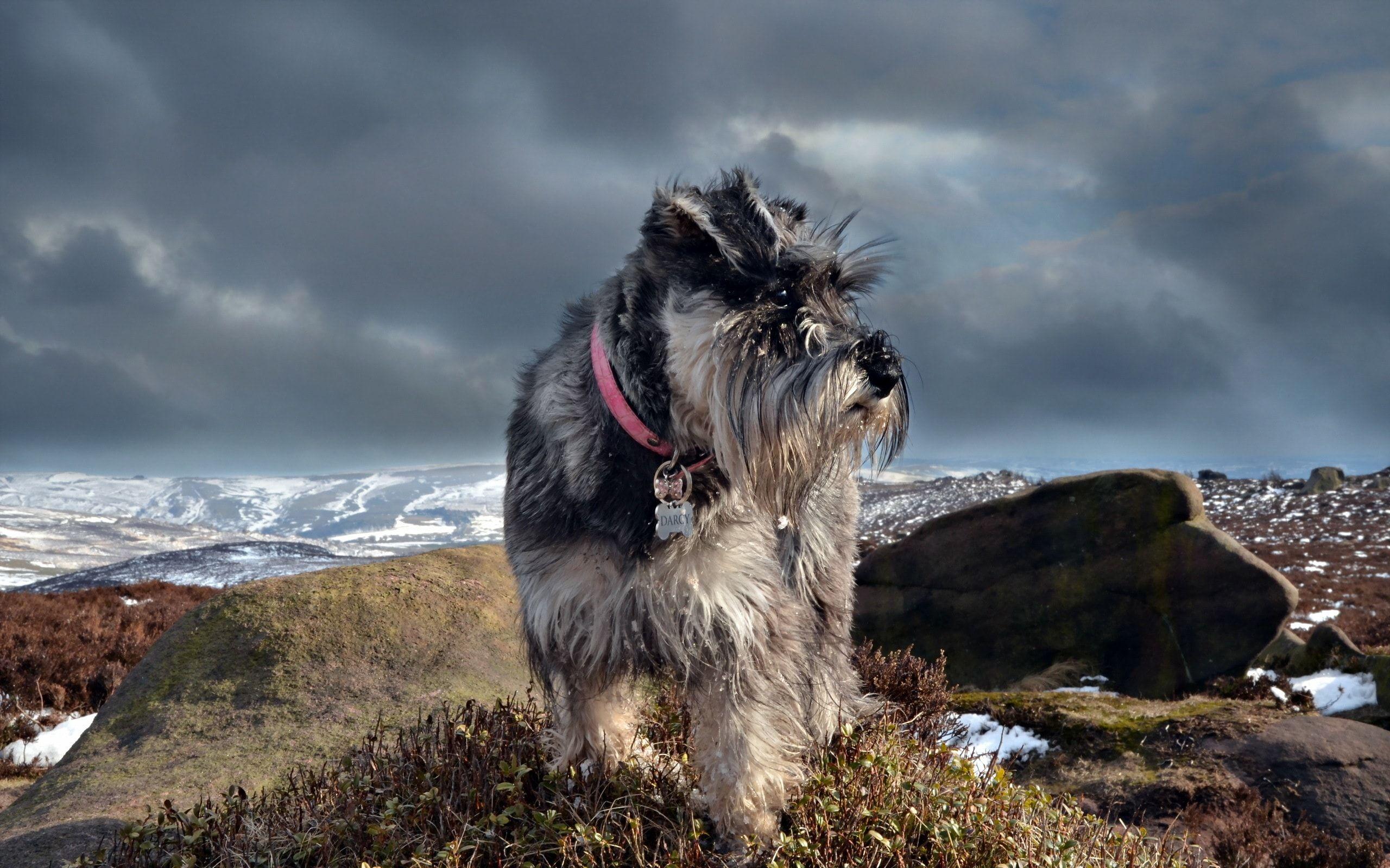 Schnauzer Wallpaper