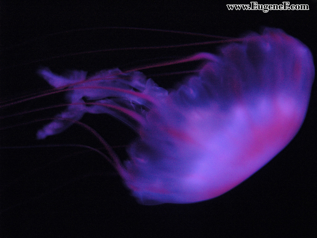 Jellyfish Wallpaper Image And Animals Pictures