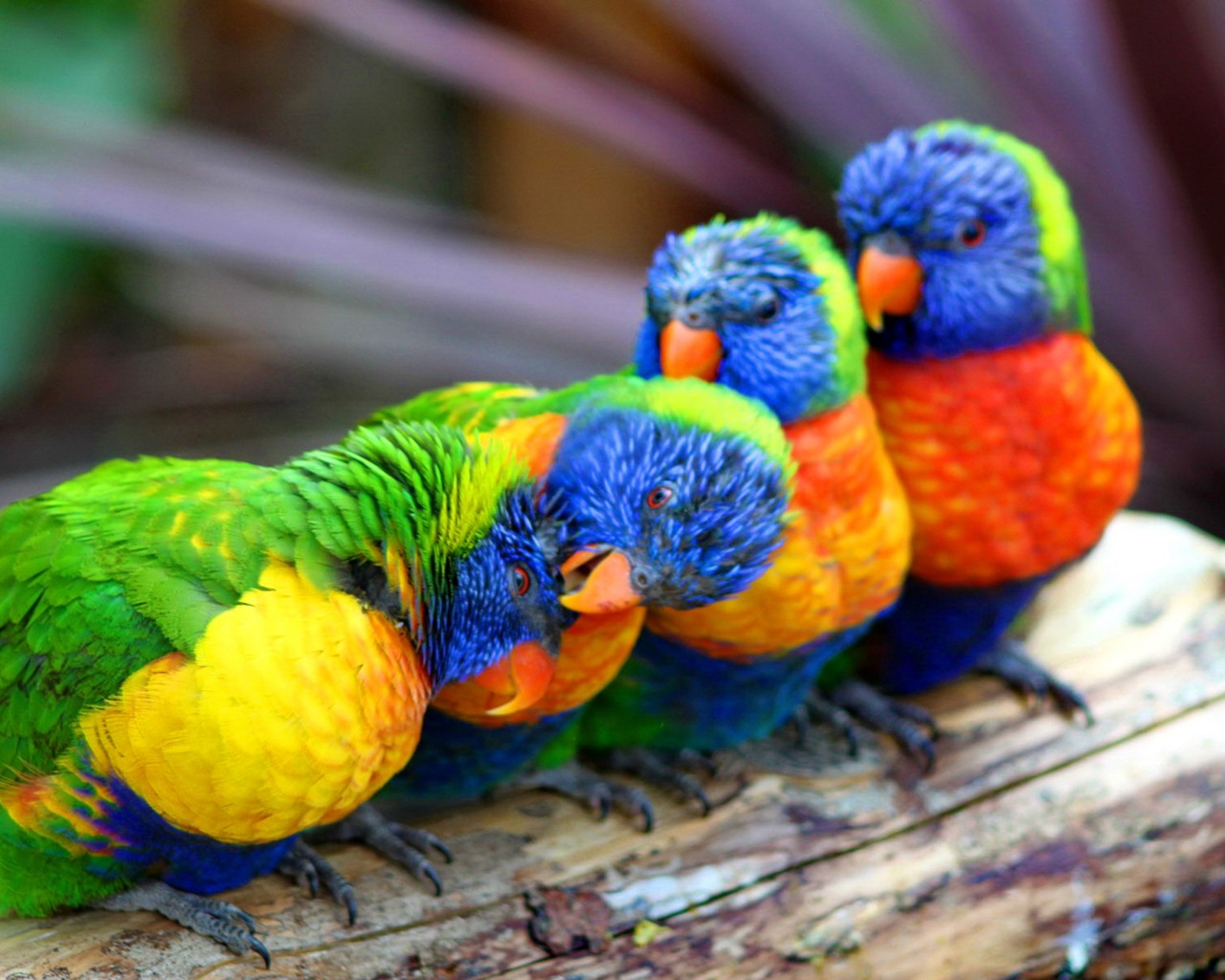 Cute Colorful Parrot Wallpaper HD Wallpaper13