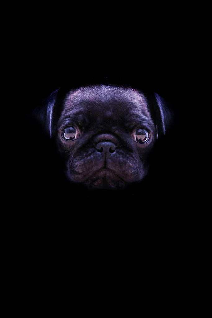 All Sizes Black Pug Wallpaper Photo Sharing