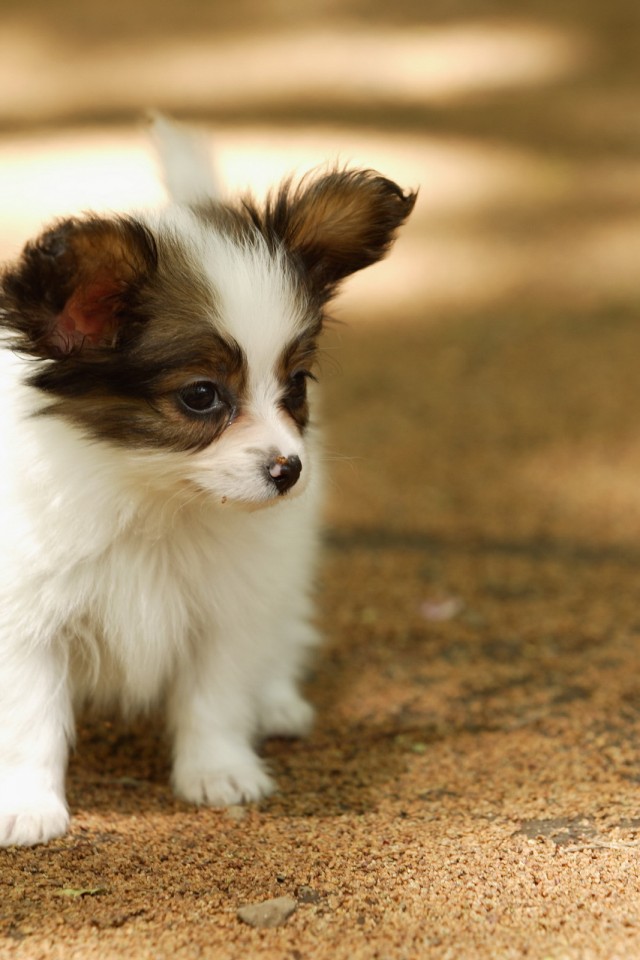 Back To Cute Puppy Pictures For Wallpaper Next Image