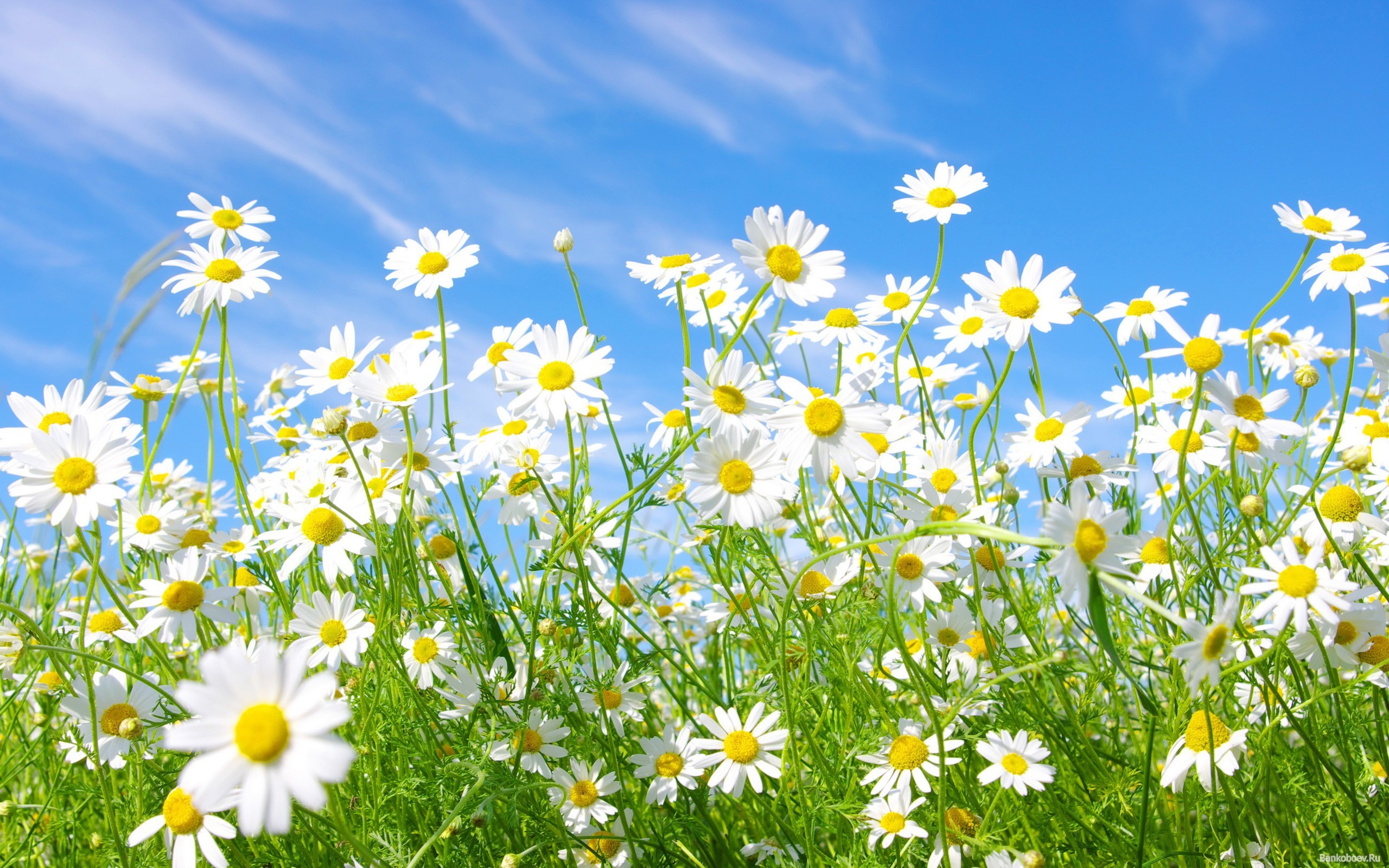 Daisies White Blue Sky Wildflowers Wallpaper And Image