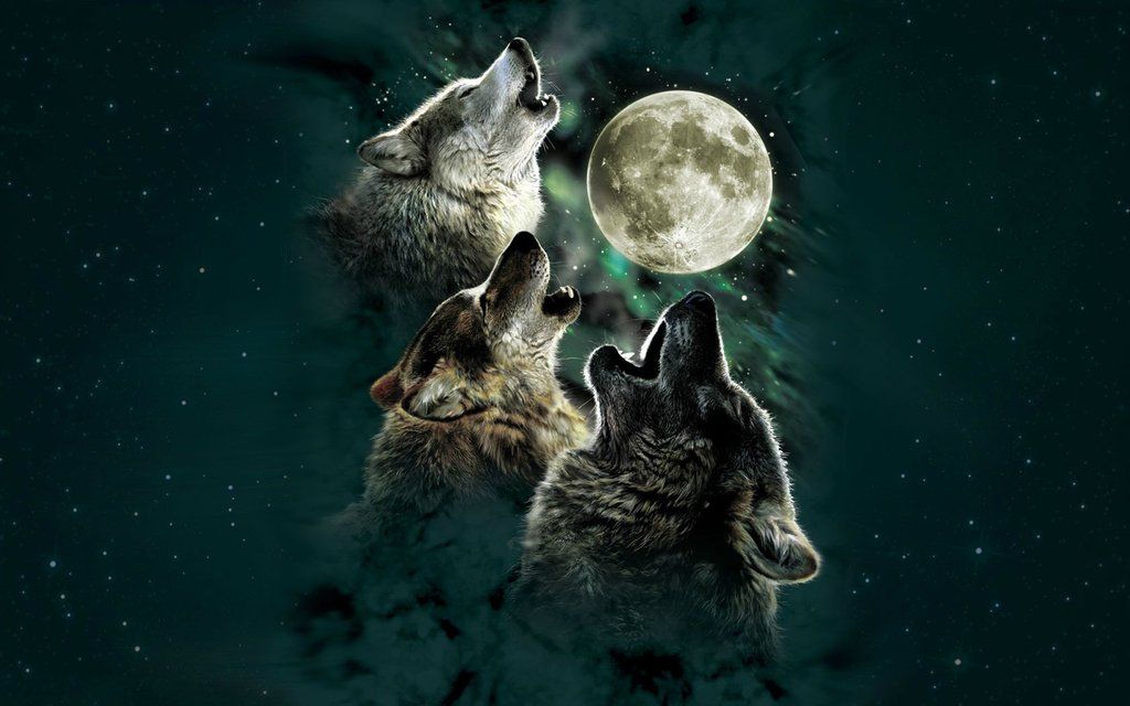 Wolf Howling Wallpaper 52dazhew Gallery