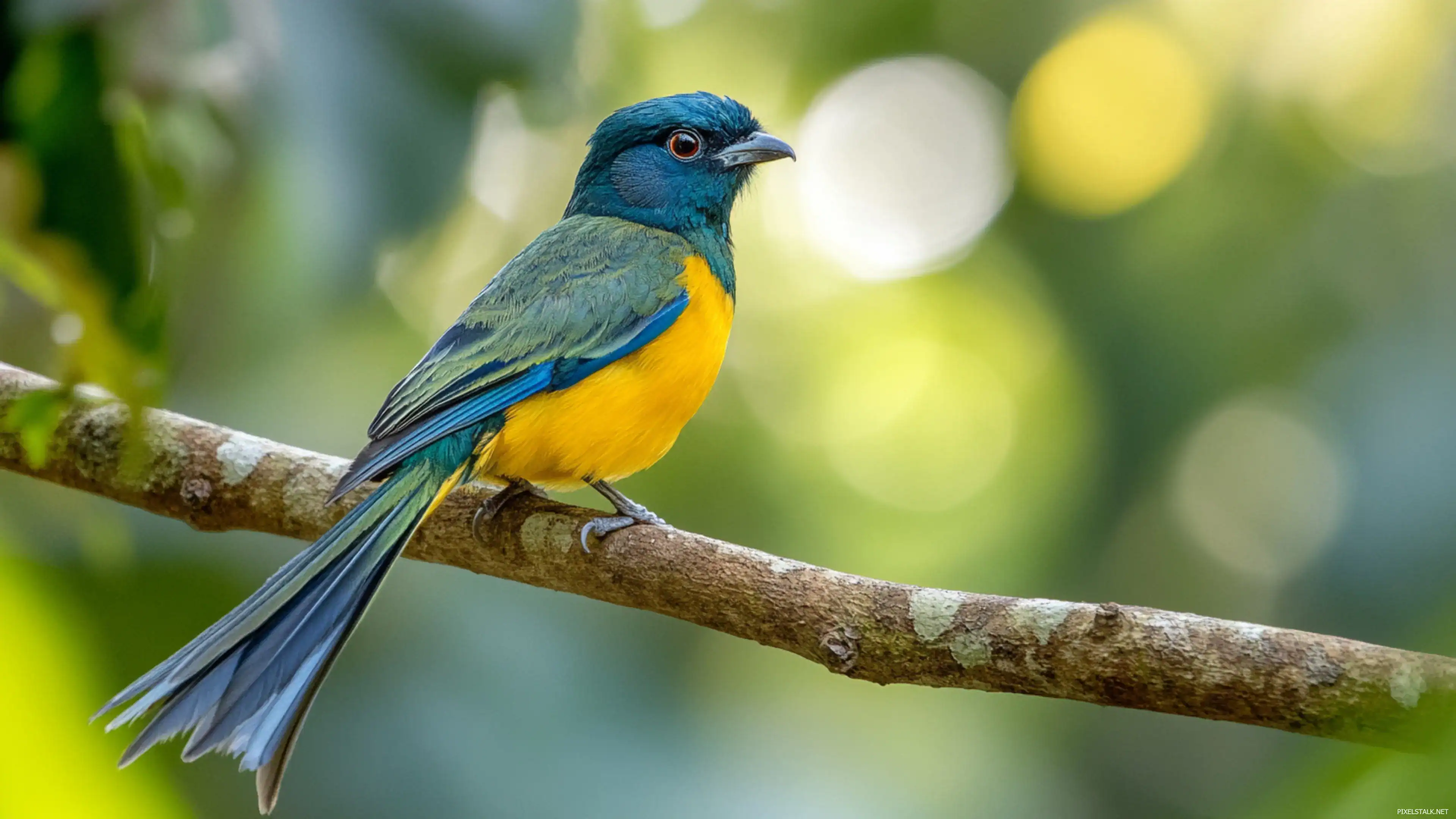 Bird Wallpaper 4k