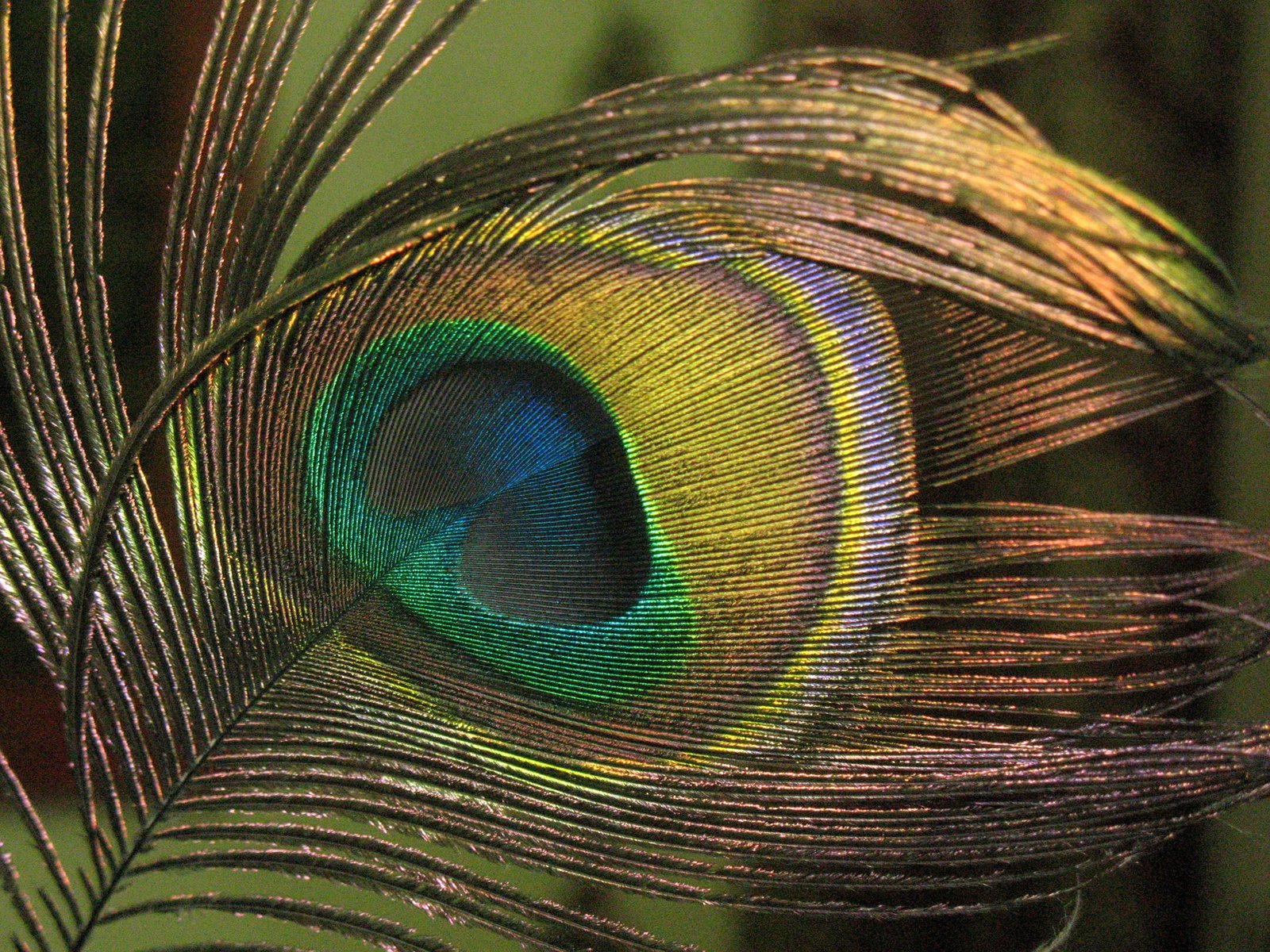  Wallpaper Wallpapers Peacock Feather Backgrounds Peacock Wallpapers 1600x1200