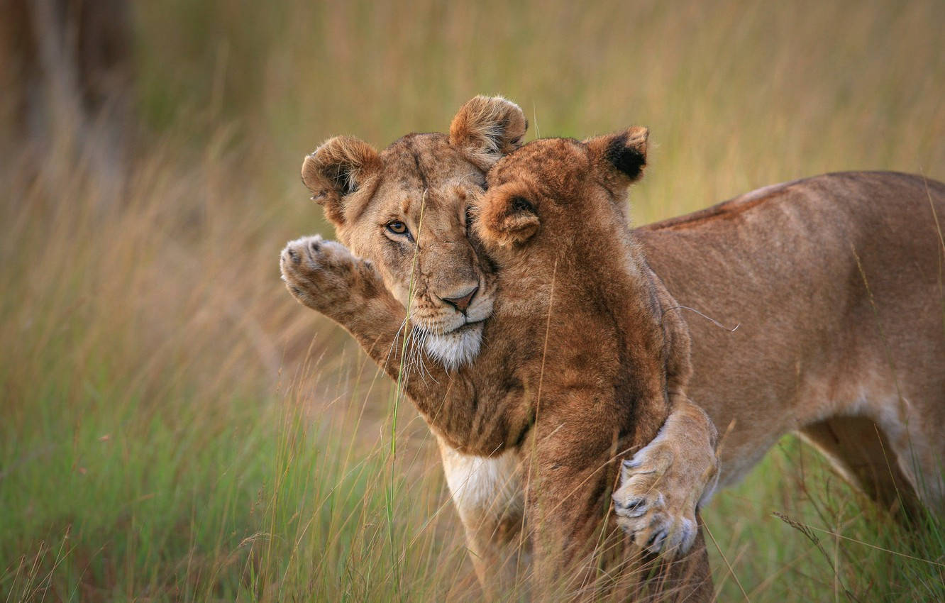 Baby Lion Wallpaper