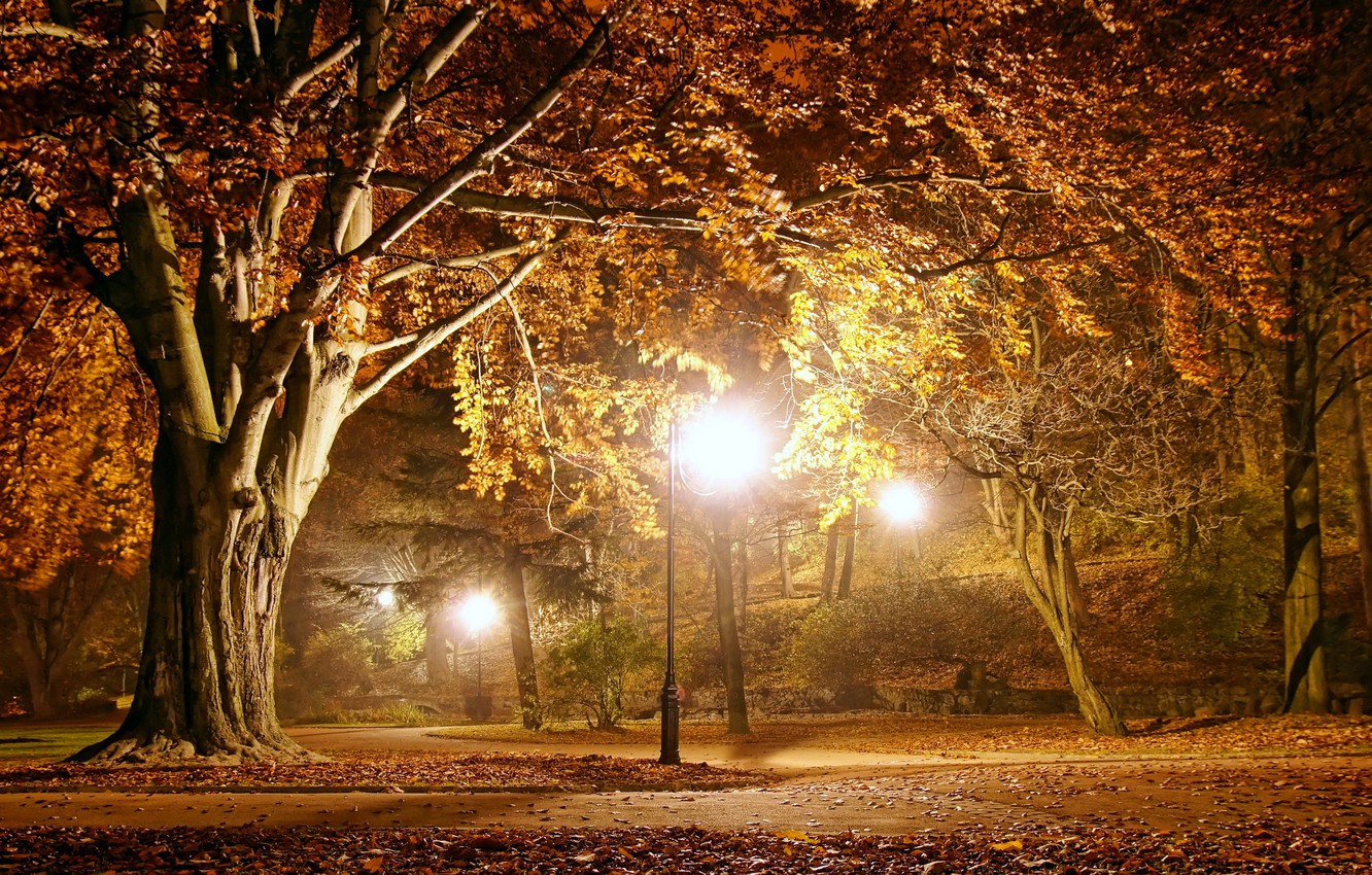 Wallpaper autumn landscape lights Park the evening night