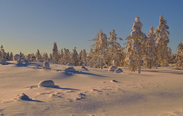 Wallpaper Trees Snow Winter Sunny Day Nature