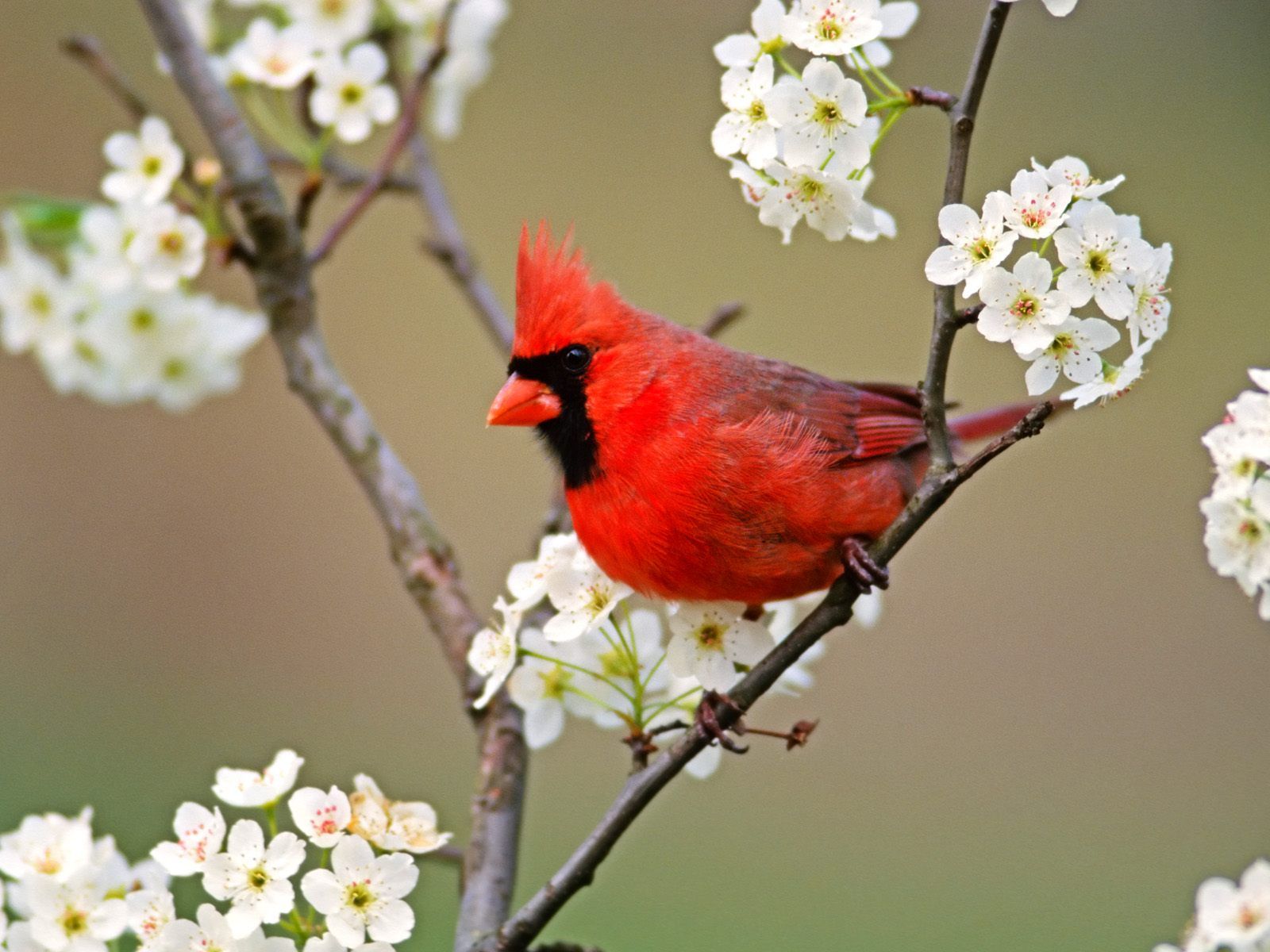 Flowers For Flower Lovers And Birds Beautiful Wallpaper