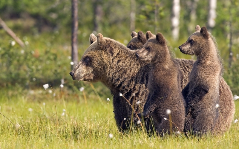 Wildlife Bears Wallpaper Desktop
