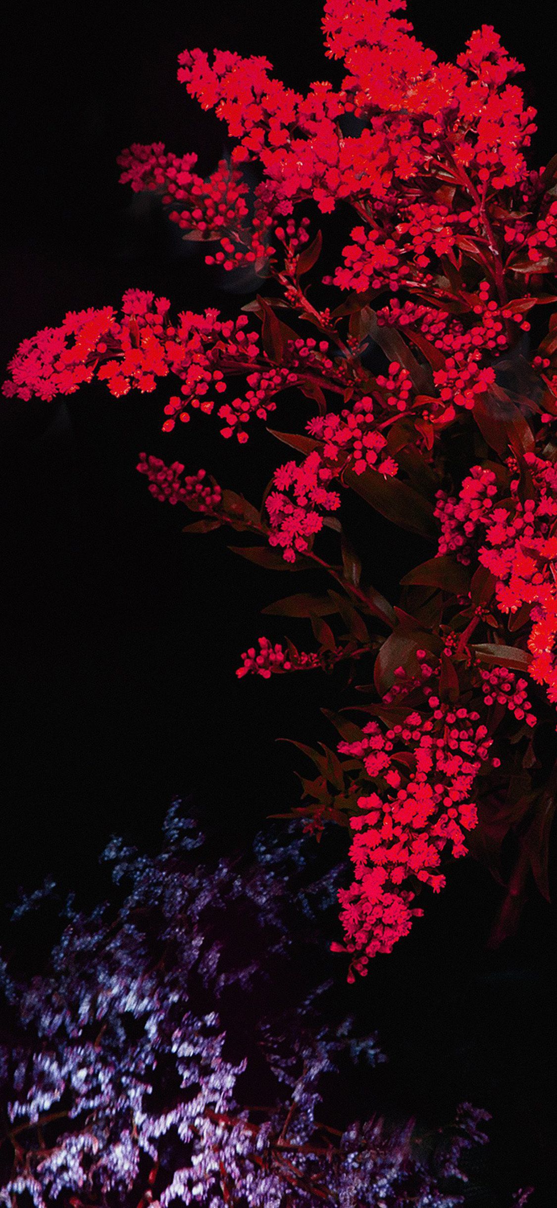 iPhone Xr Wallpaper For Red Apple Flower Plus