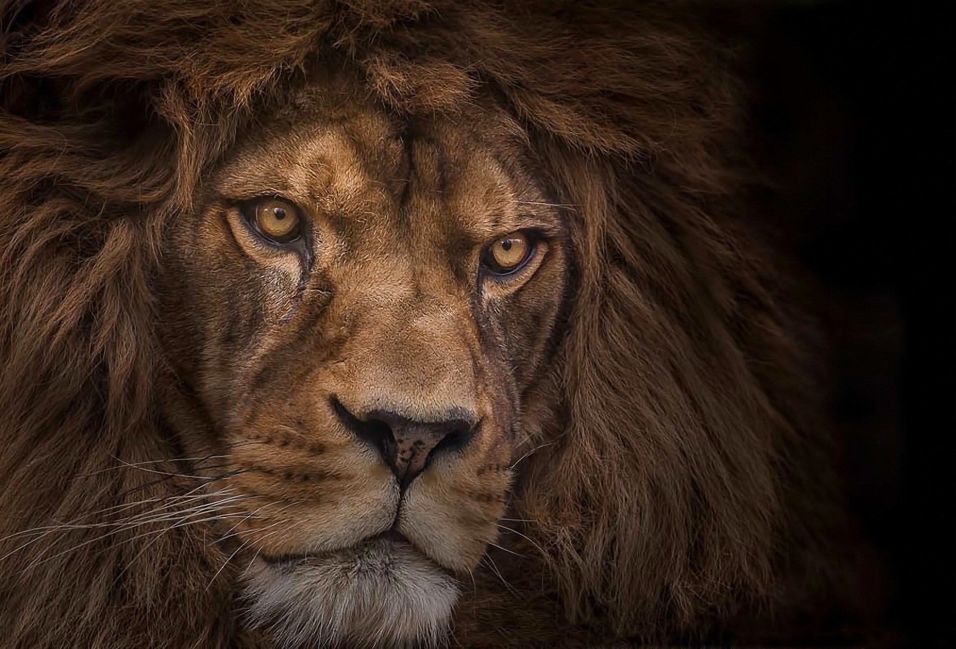 Lions Head Wallpaper HD