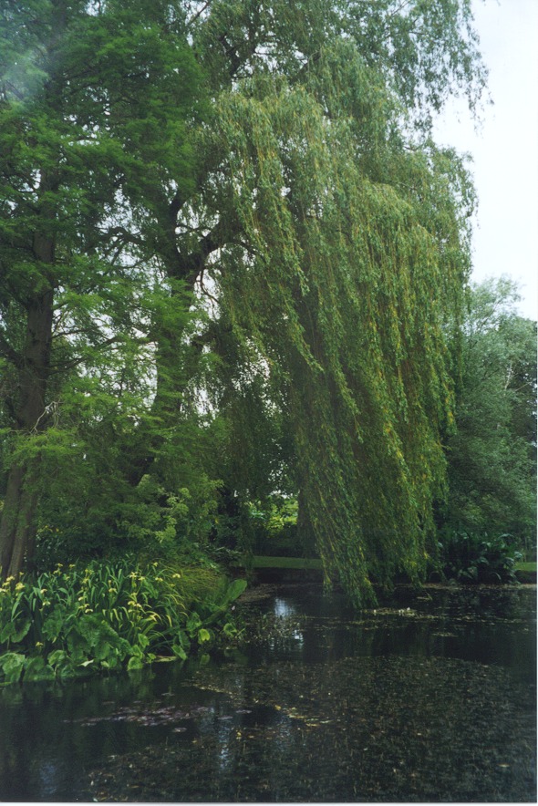 Willow Tree Pictures Photos Image Of Trees