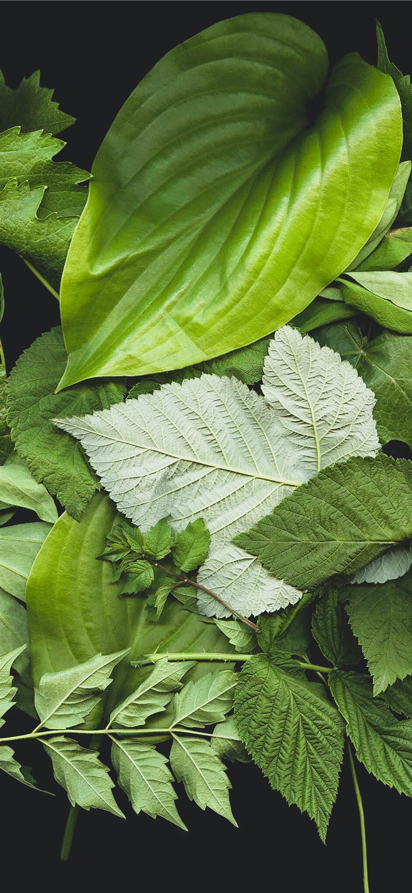 Green Leaf Plants iPhone Wallpaper