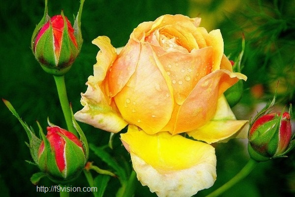 Previous Image Go Back To Beautiful Roses Pictures